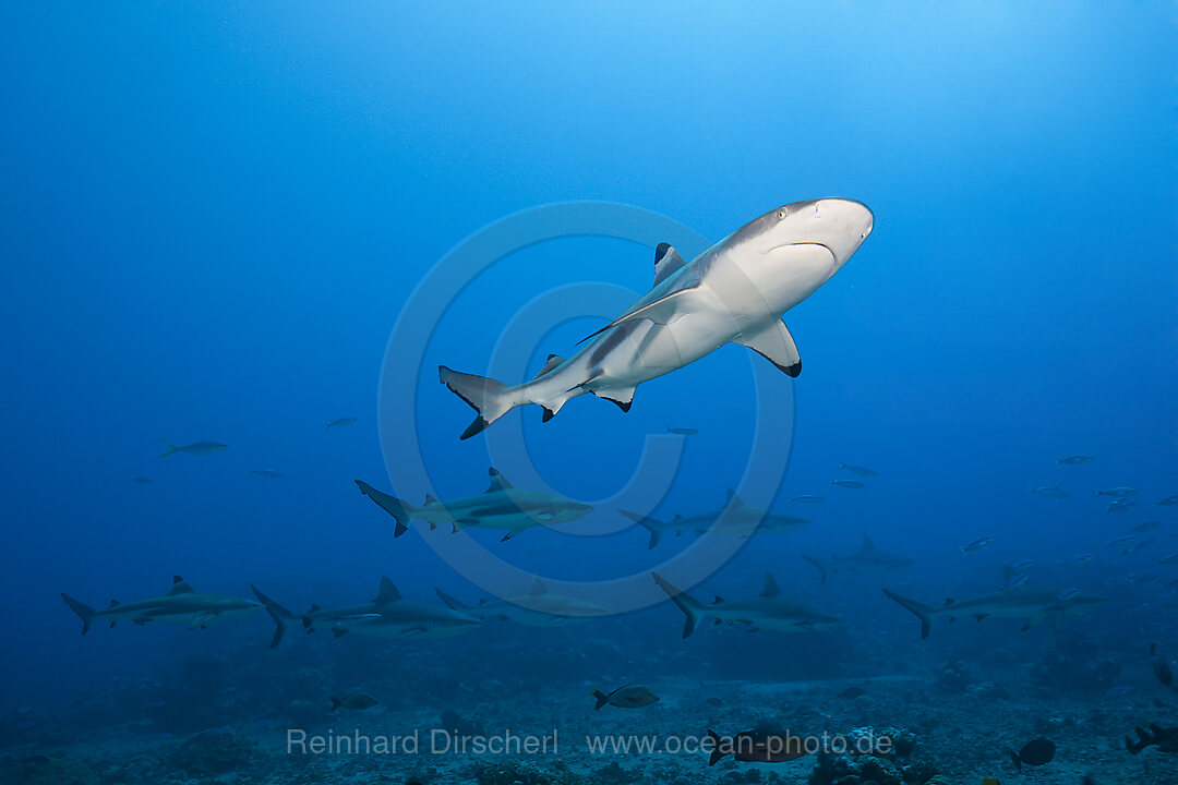 Pack of Grey Reef Shark, Carcharhinus amblyrhynchos, Tahiti, French Polynesia