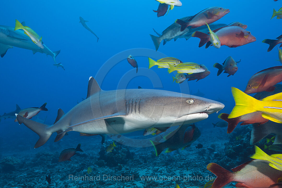 Grauer Riffhai, Carcharhinus amblyrhynchos, Tahiti, Franzoesisch-Polynesien