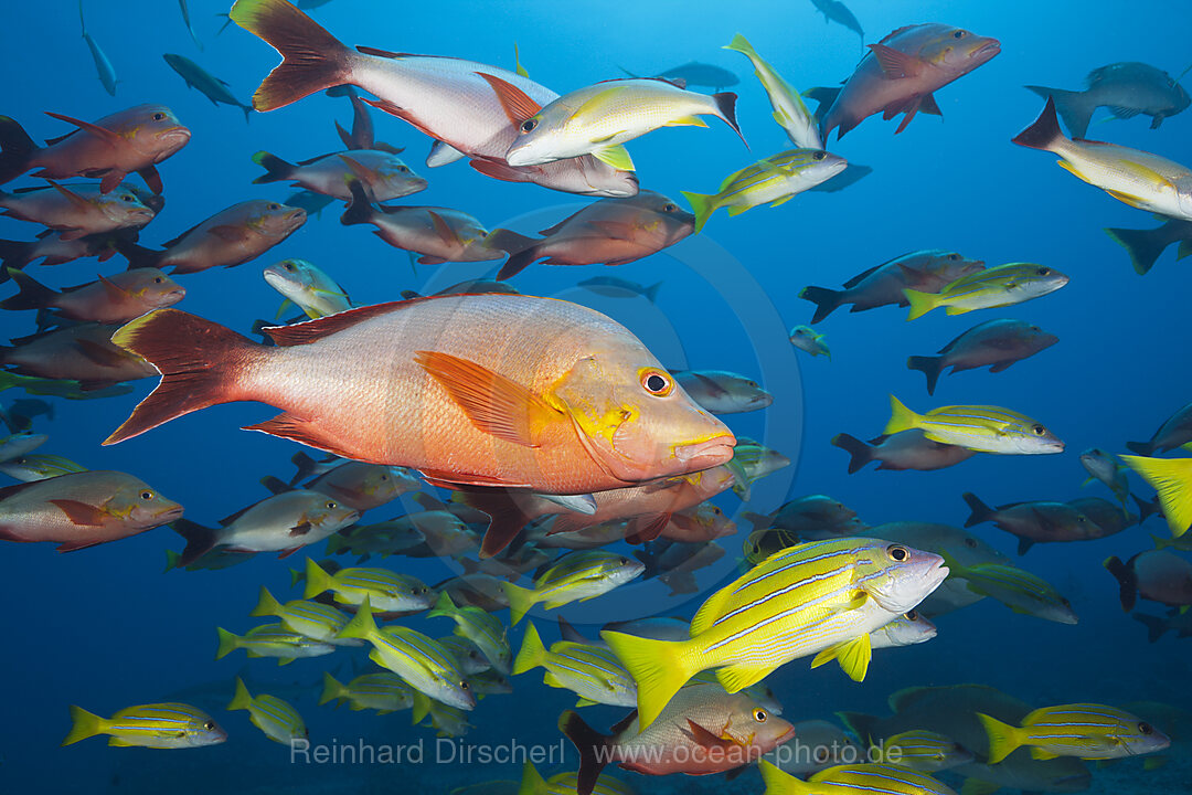 Buckel-Schnapper und Blaustreifen-Schnapper, Lutjanus gibbus, Lutjanus kasmira, Tahiti, Franzoesisch-Polynesien
