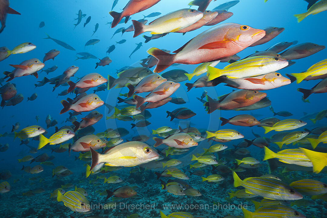 Buckel-Schnapper und Blaustreifen-Schnapper, Lutjanus gibbus, Lutjanus kasmira, Tahiti, Franzoesisch-Polynesien