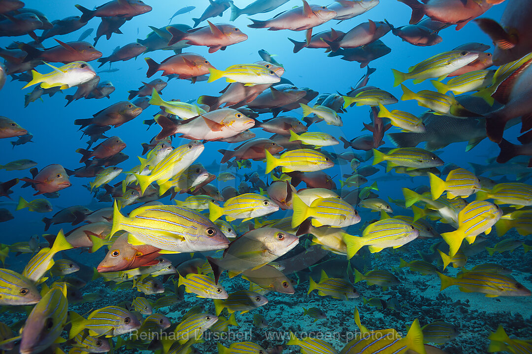 Buckel-Schnapper und Blaustreifen-Schnapper, Lutjanus gibbus, Lutjanus kasmira, Tahiti, Franzoesisch-Polynesien