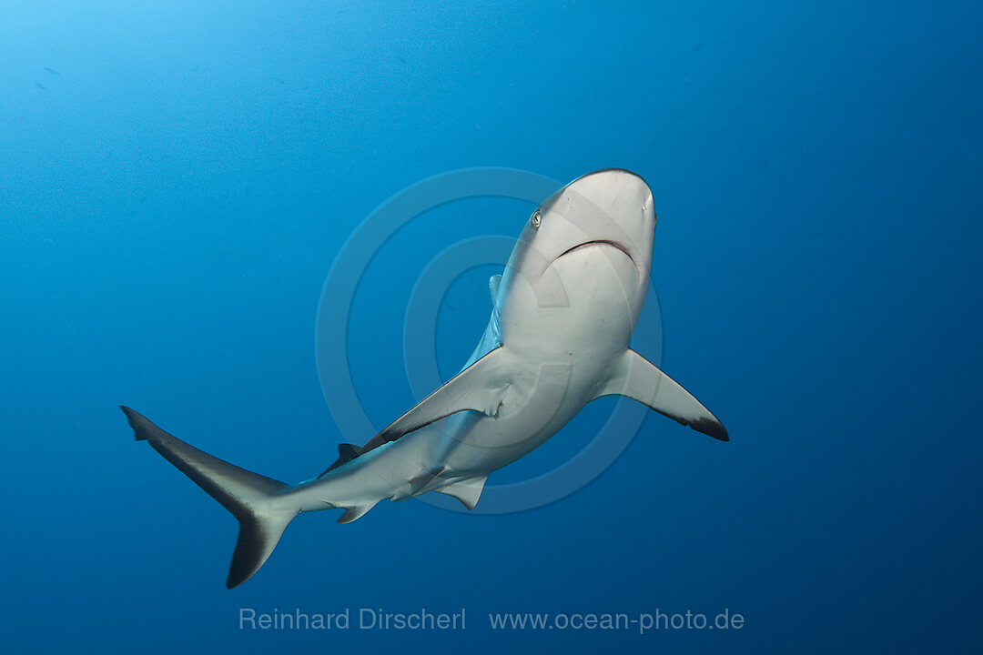 Grauer Riffhai, Carcharhinus amblyrhynchos, Tahiti, Franzoesisch-Polynesien