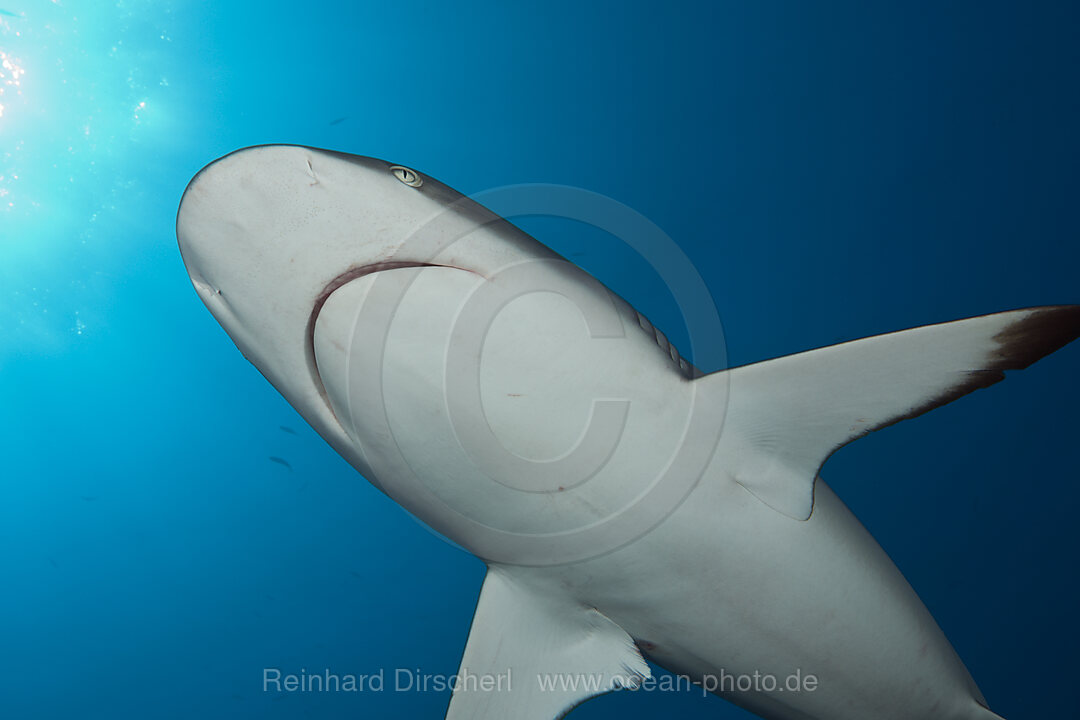 Grey Reef Shark, Carcharhinus amblyrhynchos, Tahiti, French Polynesia