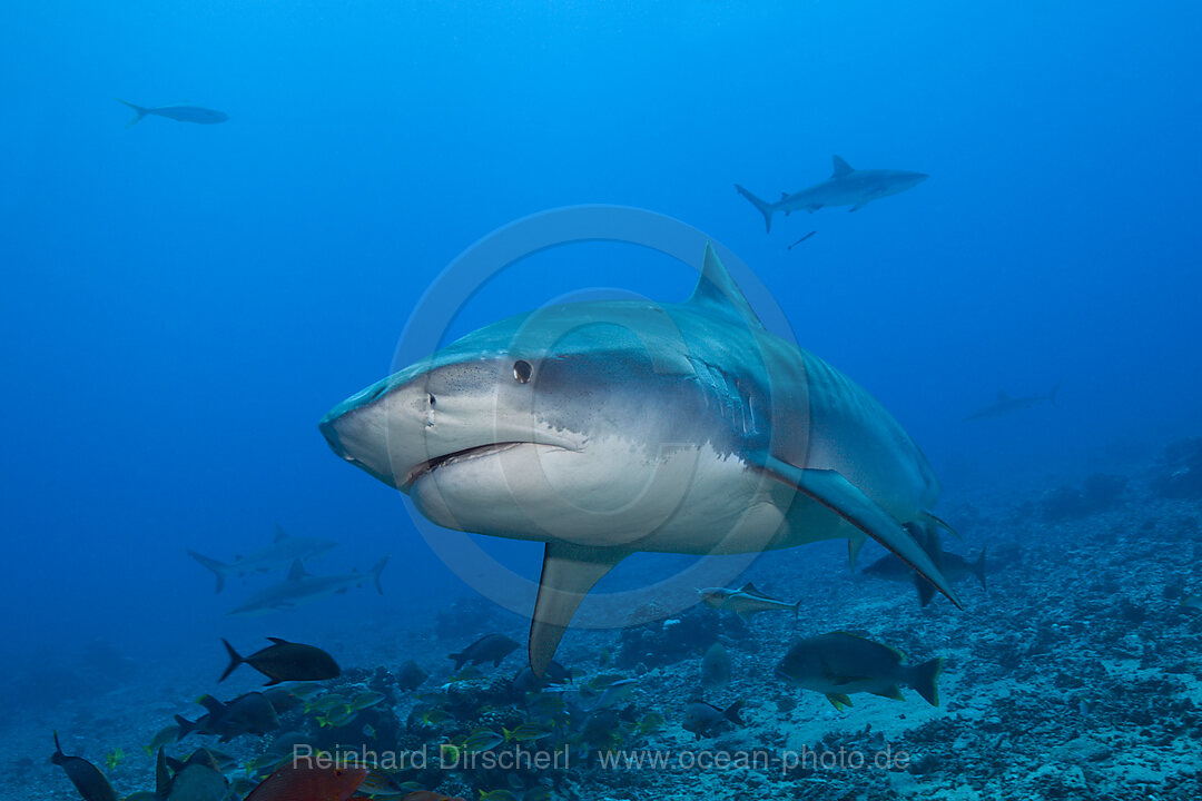Tigerhai, Galeocerdo cuvier, Tahiti, Franzoesisch-Polynesien