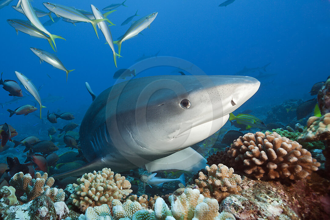 Tigerhai, Galeocerdo cuvier, Tahiti, Franzoesisch-Polynesien