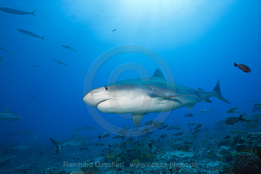 Tigerhai, Galeocerdo cuvier, Tahiti, Franzoesisch-Polynesien