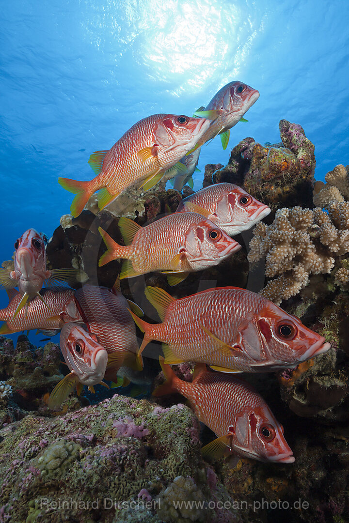 Schwarm Grossdorn-Husarenfische, Sargocentron spiniferum, Ahe Atoll, Tuamotu Archipel, Franzoesisch Polynesien