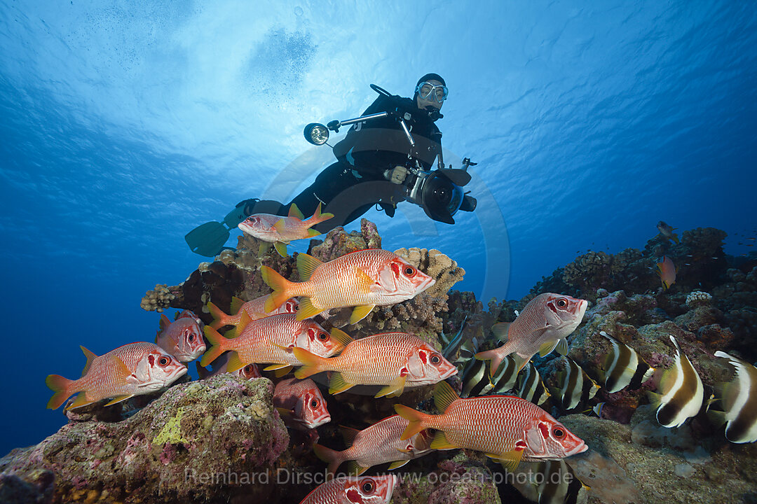 Shoal of Longjawed Squirrelfish, Ahe Atoll, Tuamotu Archipel, French Polynesia