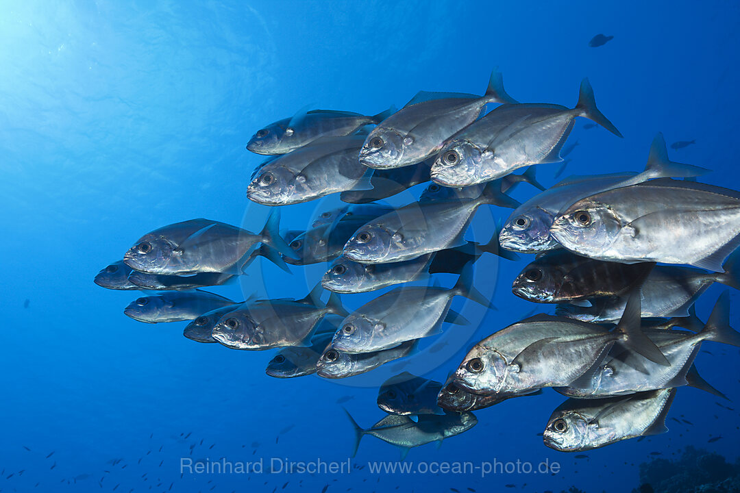 Schwarm Weimaul-Stachelmakrelen, Uraspis secunda, Ahe Atoll, Tuamotu Archipel, Franzoesisch Polynesien