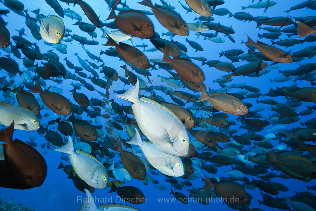 Schwarm Graue Doktorfische, Acanthurus mata, Ahe Atoll, Tuamotu Archipel, Franzoesisch Polynesien