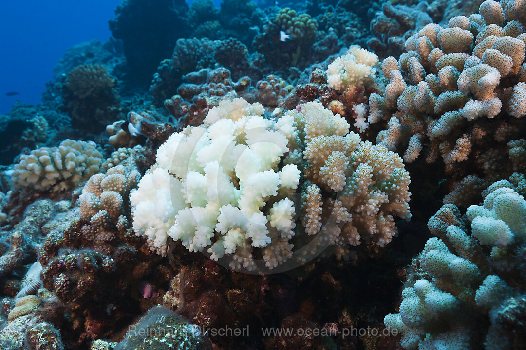 Korallenbleiche, Ahe Atoll, Tuamotu Archipel, Franzoesisch Polynesien