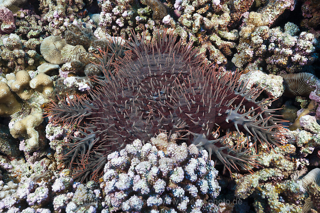 Dornenkronen-Seestern schaedigt Riff, Acanthaster placi, Ahe Atoll, Tuamotu Archipel, Franzoesisch Polynesien