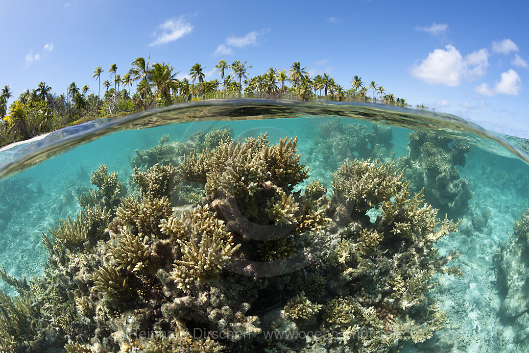 Korallenblock in Lagune, Apataki Atoll, Tuamotu Archipel, Franzoesisch Polynesien