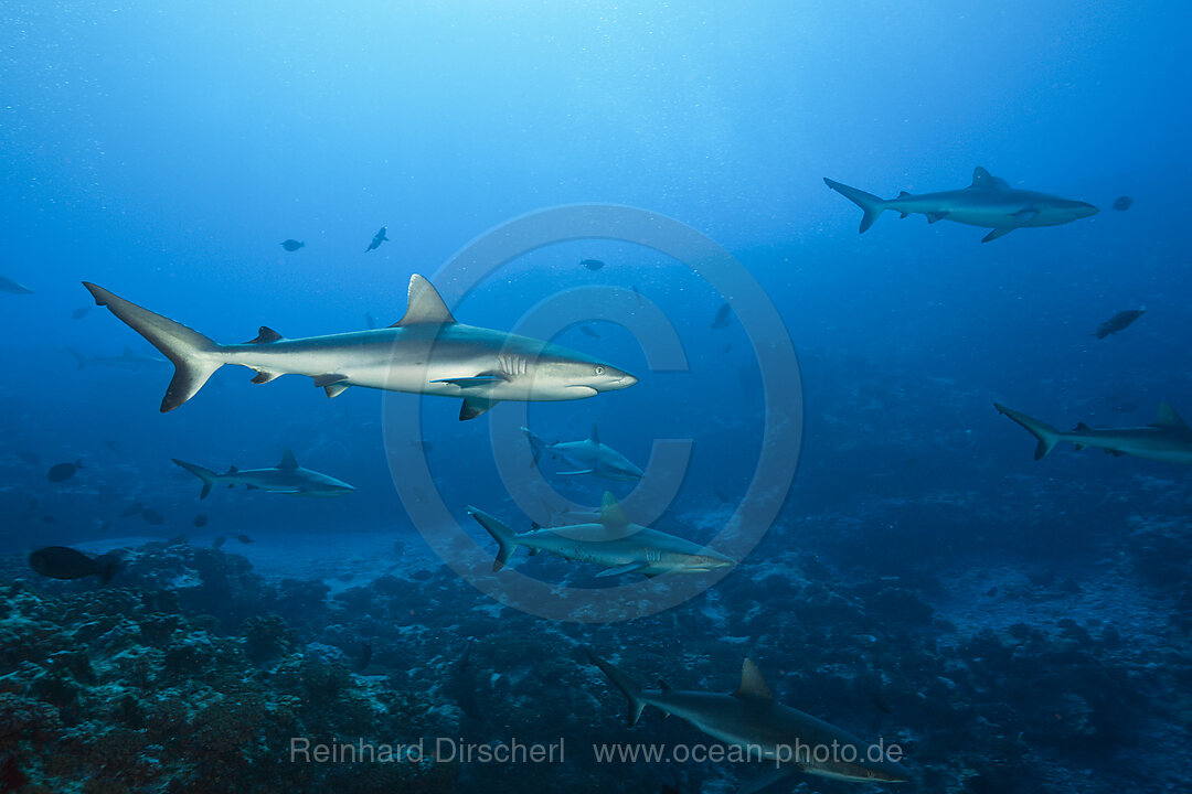 Graue Riffhaie, Carcharhinus amblyrhynchos, Fakarava, Tuamotu Archipel, Franzoesisch Polynesien