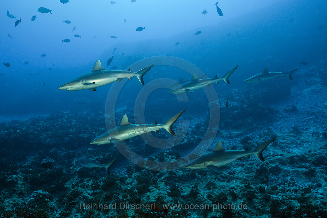Grey Reef Shark, Carcharhinus amblyrhynchos, Fakarava, Tuamotu Archipel, French Polynesia