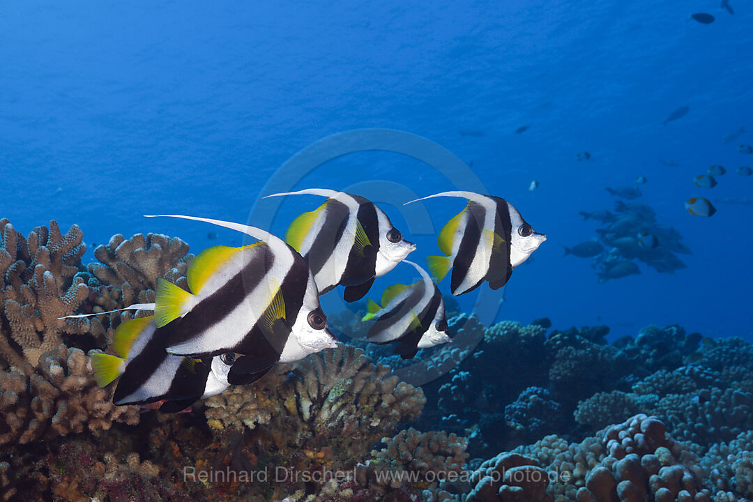 Schwarm Gemeine Wimpelfische, Heniochus acuminatus, Fakarava, Tuamotu Archipel, Franzoesisch Polynesien