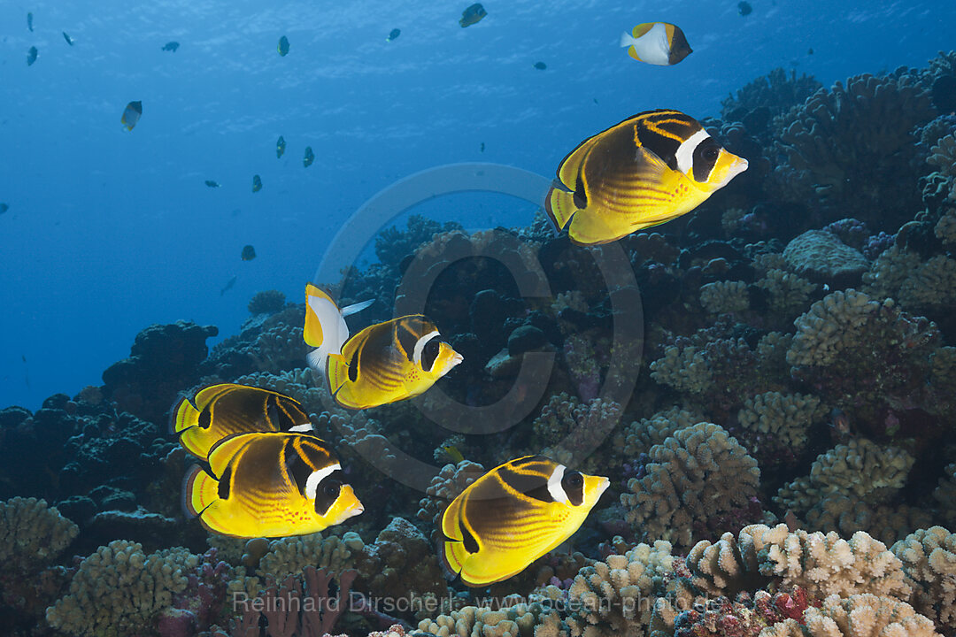Schwarm Mondsichel-Falterfische, Chaetodon lunula, Fakarava, Tuamotu Archipel, Franzoesisch Polynesien
