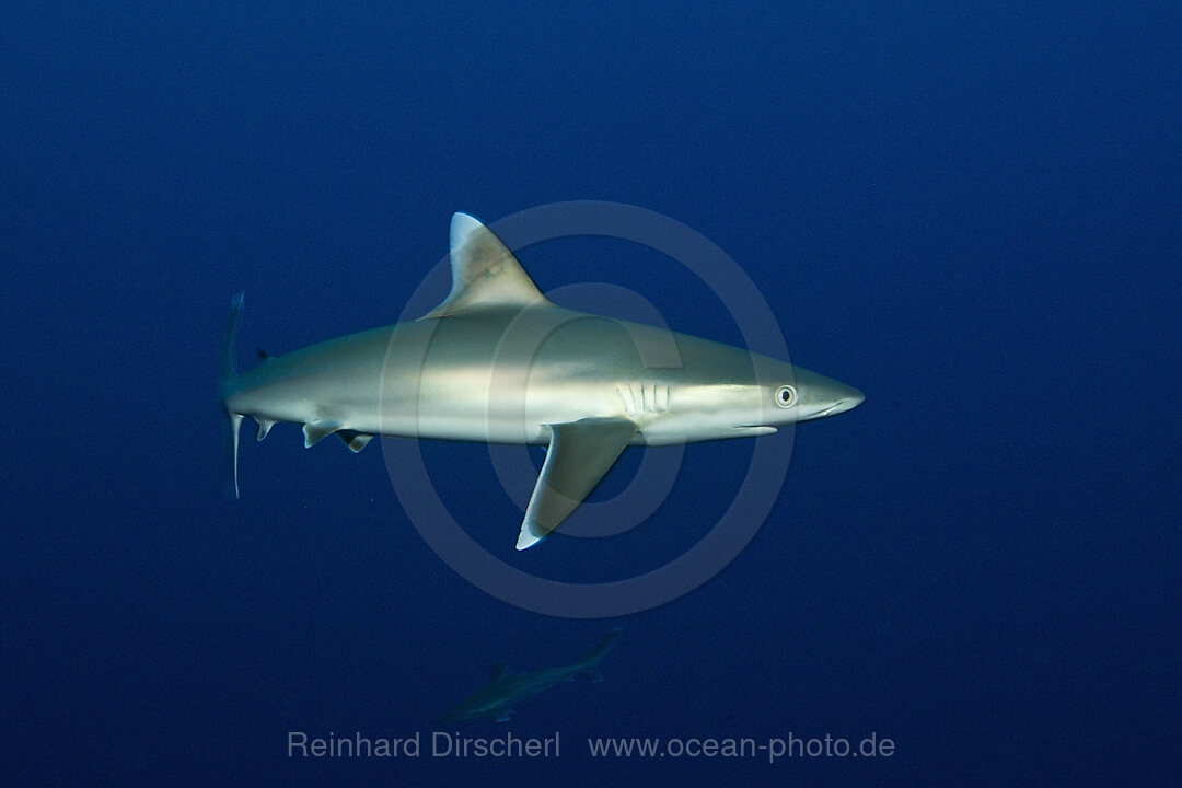 Silberspitzenhai, Carcharhinus albimarginatus, Fakarava, Tuamotu Archipel, Franzoesisch Polynesien