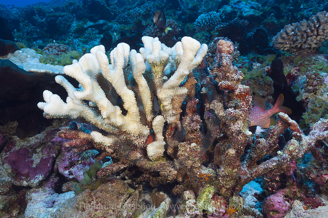 Korallenbleiche, Fakarava, Tuamotu Archipel, Franzoesisch Polynesien