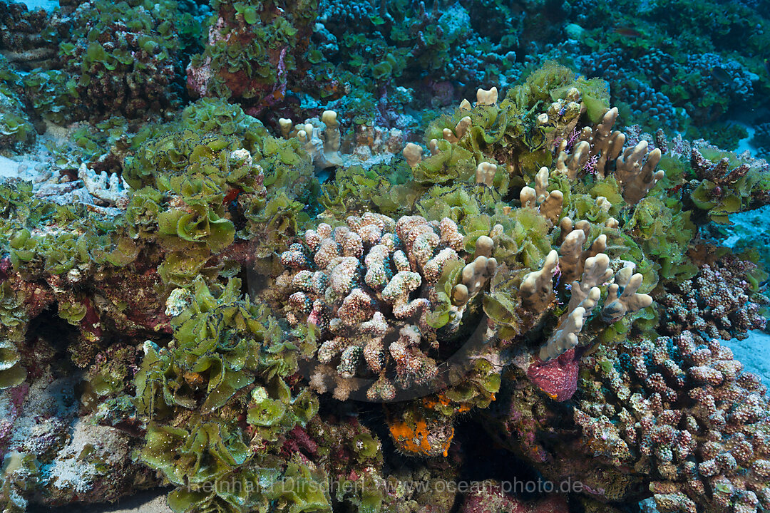Korallenbleiche, Fakarava, Tuamotu Archipel, Franzoesisch Polynesien