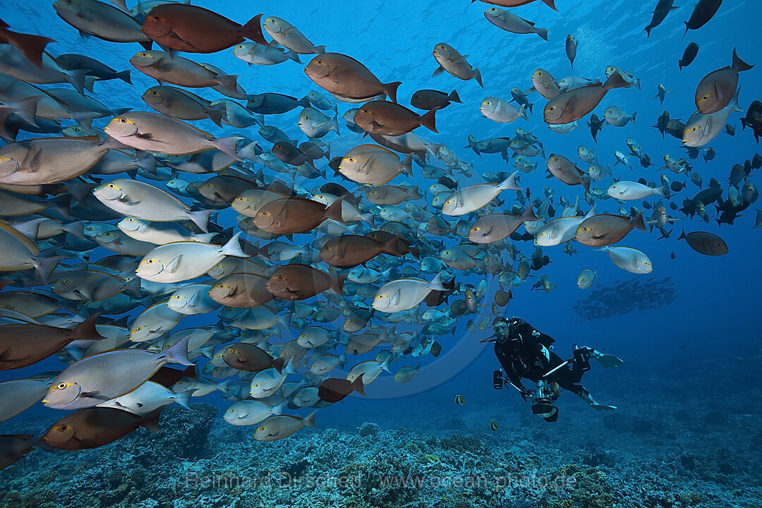 Schwarm Graue Doktorfische, Acanthurus mata, Fakarava, Tuamotu Archipel, Franzoesisch Polynesien