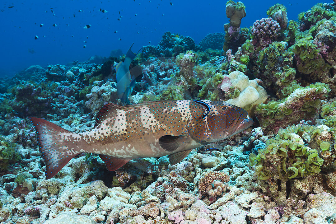 Sattel-Forellenbarsch an Putzerstation, Plectropomus laevis, Fakarava, Tuamotu Archipel, Franzoesisch Polynesien