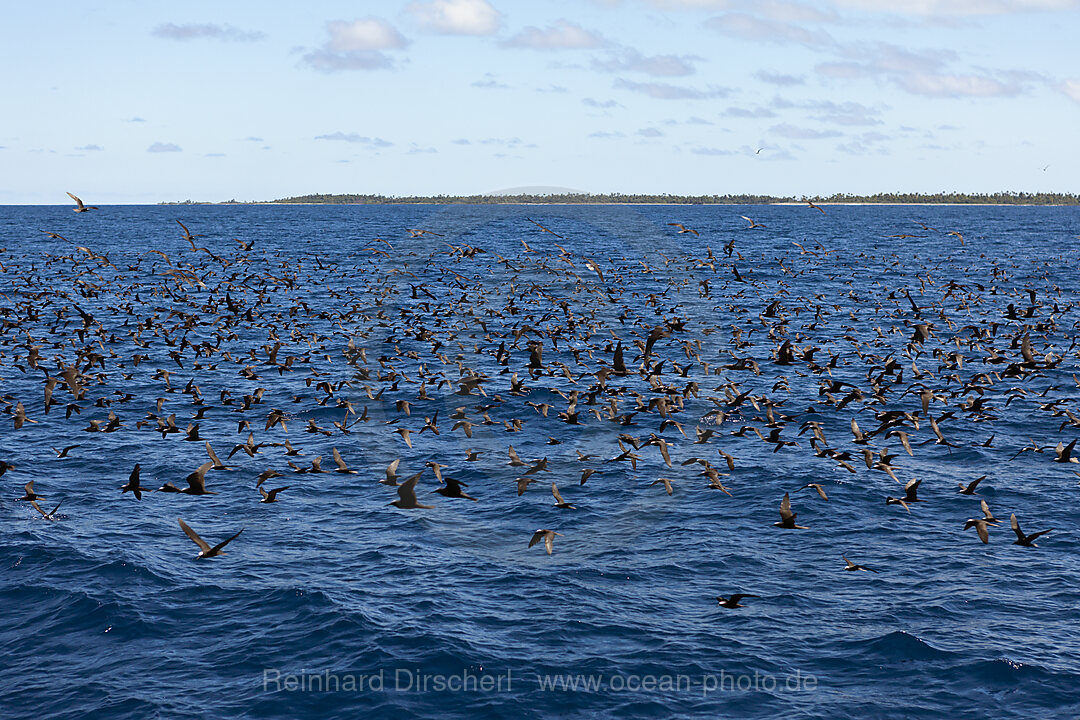 Schwarm Weisskappen-Noddis, Anous minutus, Fakarava, Tuamotu Archipel, Franzoesisch Polynesien