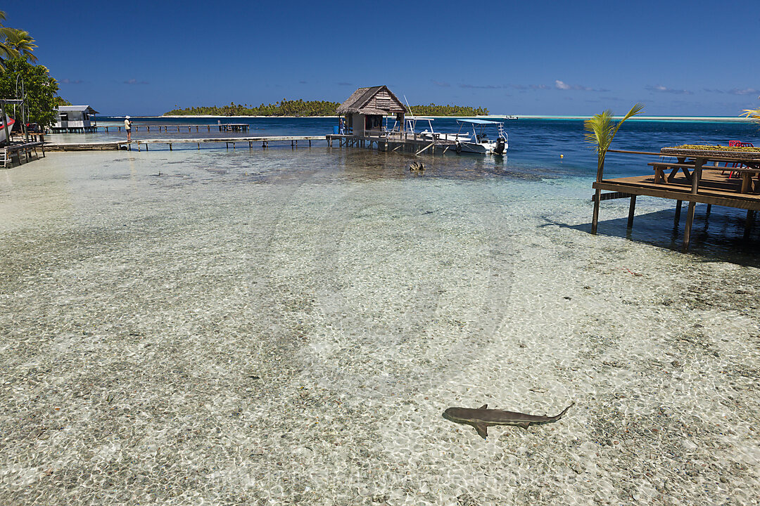 Riffhai in Lagune von Tetamanu Village, Fakarava, Tuamotu Archipel, Franzoesisch Polynesien