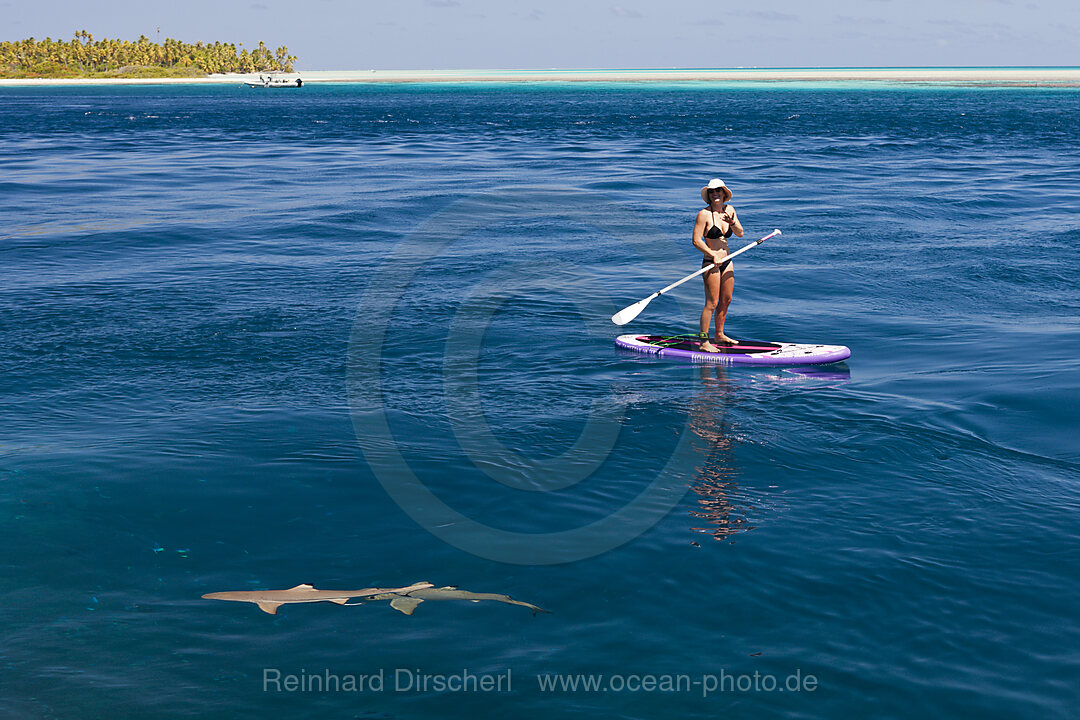 Reef Shark in Lagoon of Tetamanu Village, Fakarava, Tuamotu Archipel, French Polynesia