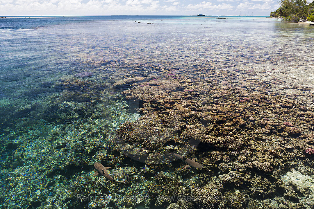Riffhaie in Lagune von Tetamanu Village, Fakarava, Tuamotu Archipel, Franzoesisch Polynesien
