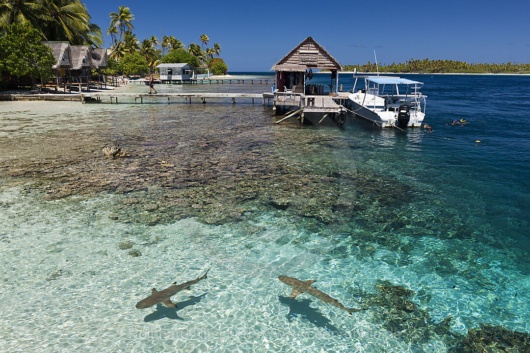 Riffhaie in Lagune von Tetamanu Village, Fakarava, Tuamotu Archipel, Franzoesisch Polynesien