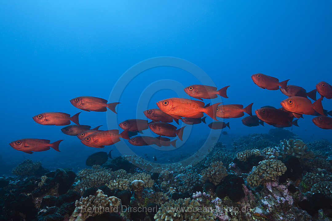 Schwarm Riff-Grossaugen, Priacanthus hamrur, Fakarava, Tuamotu Archipel, Franzoesisch Polynesien