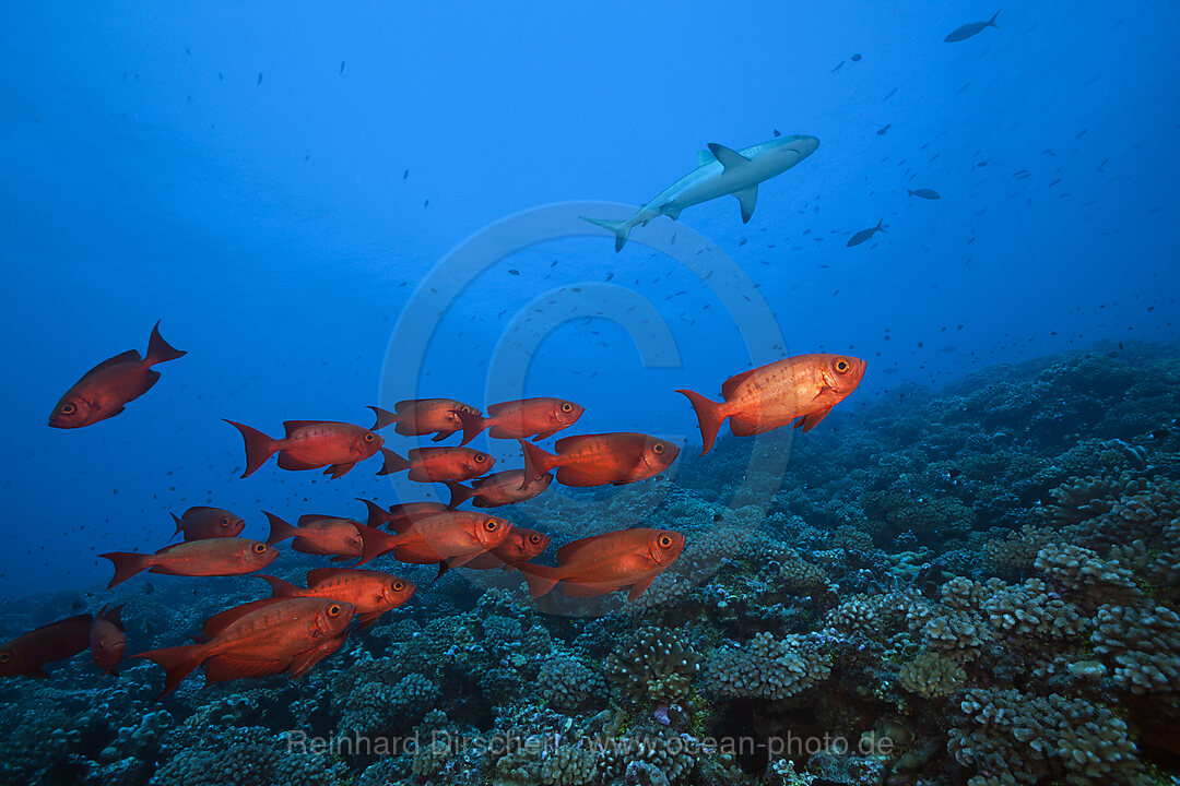 Schwarm Riff-Grossaugen, Priacanthus hamrur, Fakarava, Tuamotu Archipel, Franzoesisch Polynesien