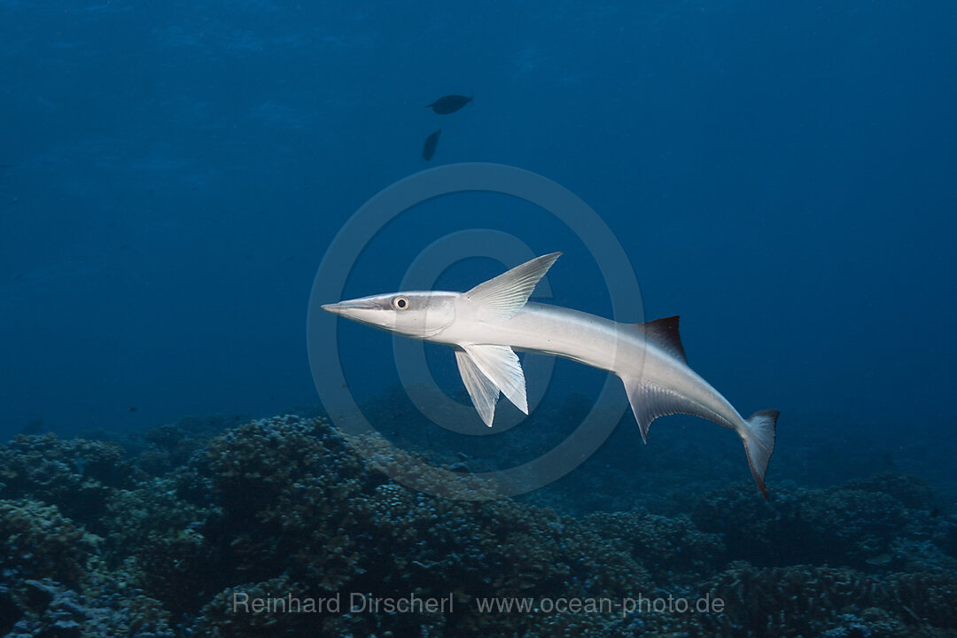 Schiffshalter, Echeneis naucrates, Fakarava, Tuamotu Archipel, Franzoesisch Polynesien