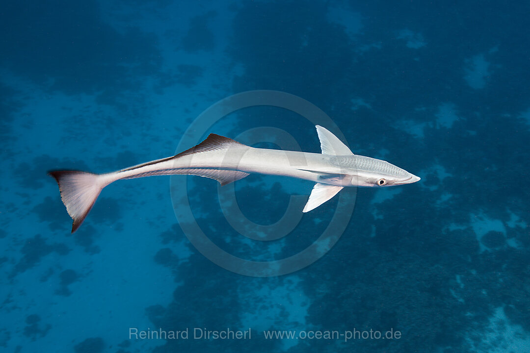 Suckerfish, Echeneis naucrates, Fakarava, Tuamotu Archipel, French Polynesia