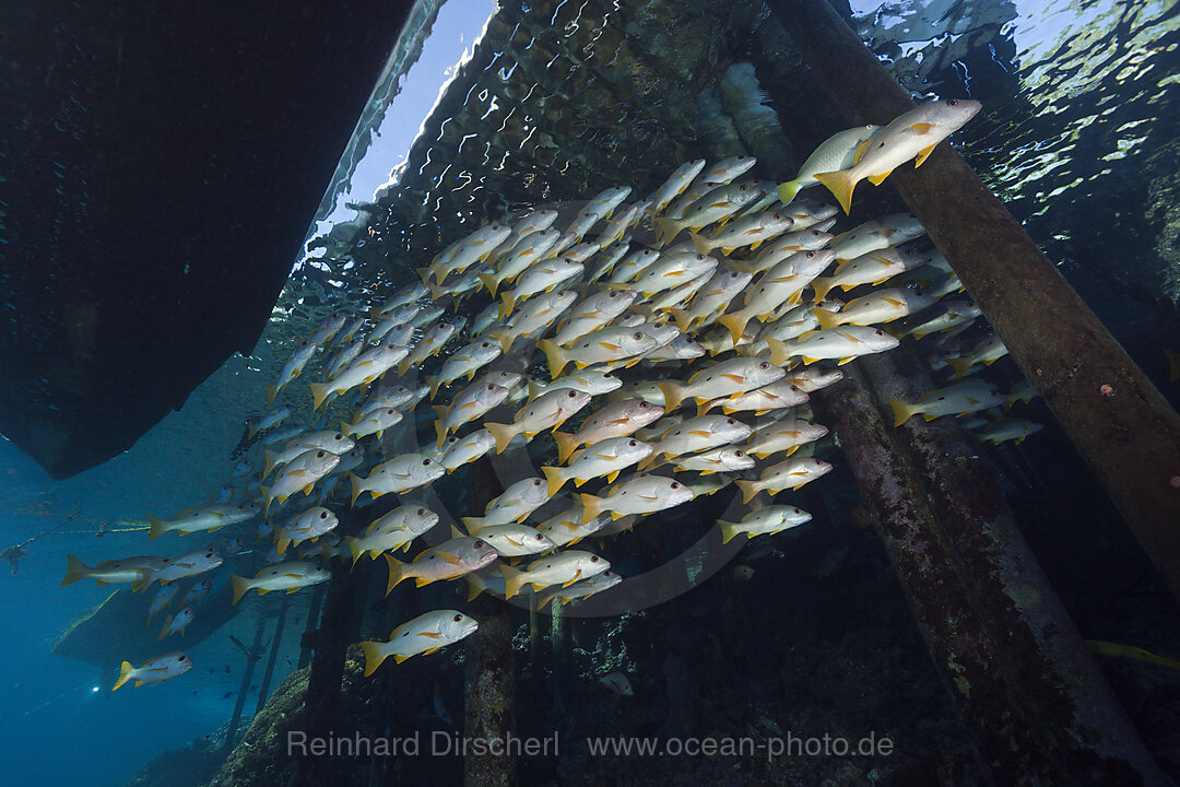 Schwarm Einflecken-Schnapper unter Steg, Lutjanus monostigma, Fakarava, Tuamotu Archipel, Franzoesisch Polynesien