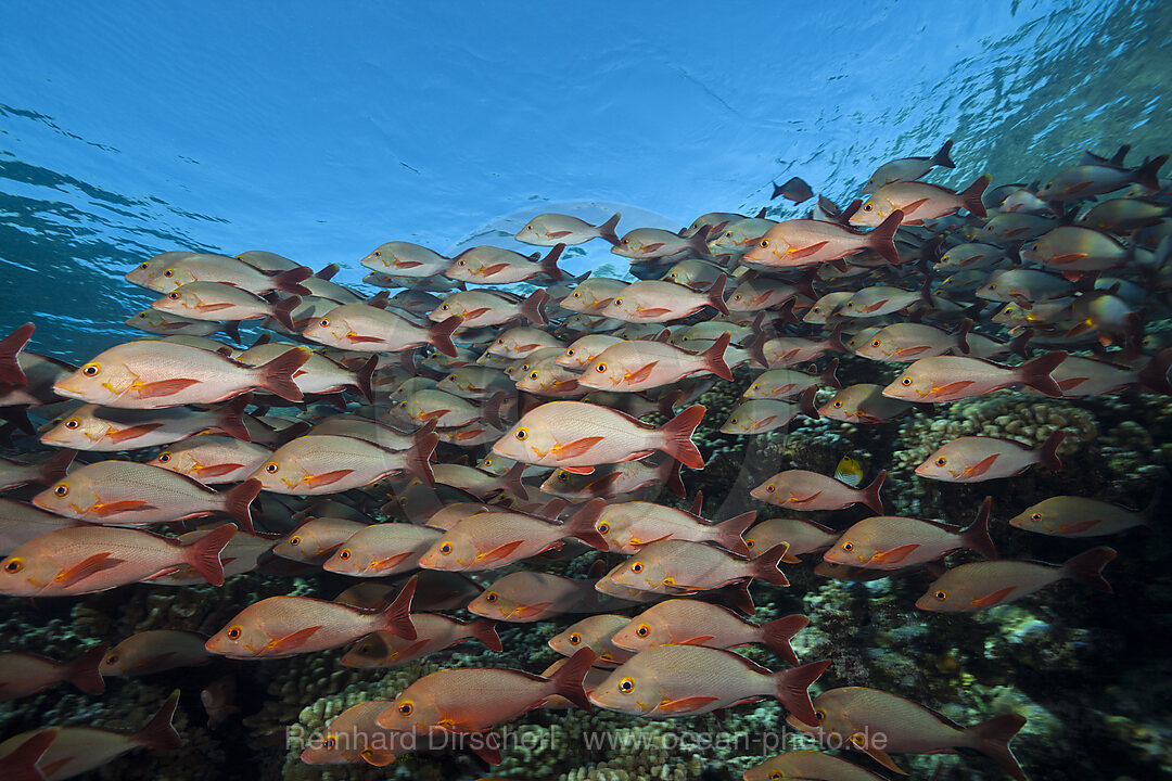 Schwarm Buckel-Schnapper, Lutjanus gibbus, Fakarava, Tuamotu Archipel, Franzoesisch Polynesien