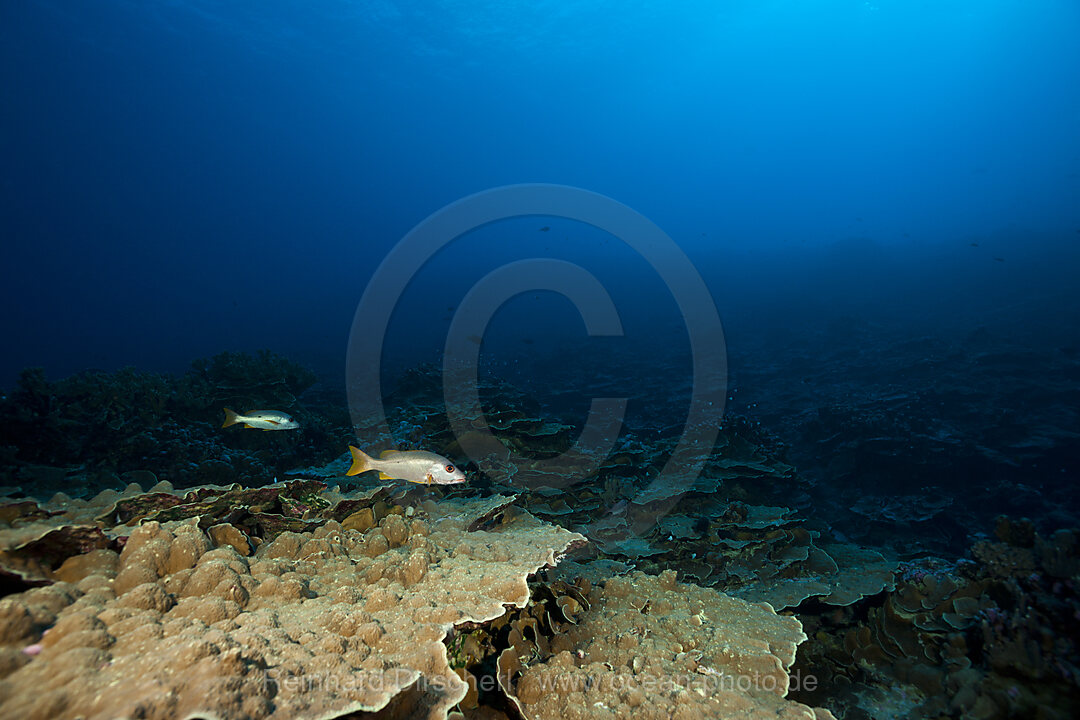 Einflecken-Schnapper am Dropoff, Lutjanus monostigma, Fakarava, Tuamotu Archipel, Franzoesisch Polynesien