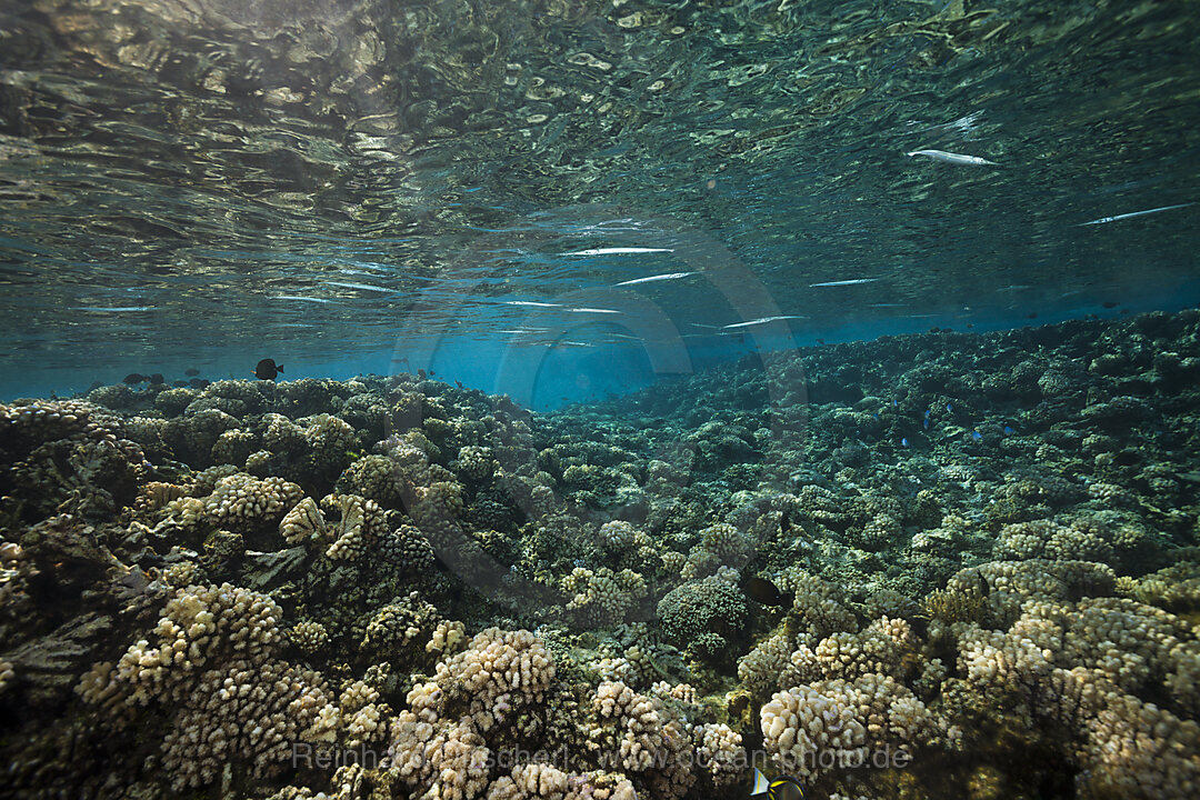 Schwarm Hornhechte auf Riffdach, Strongylura incisa, Fakarava, Tuamotu Archipel, Franzoesisch Polynesien