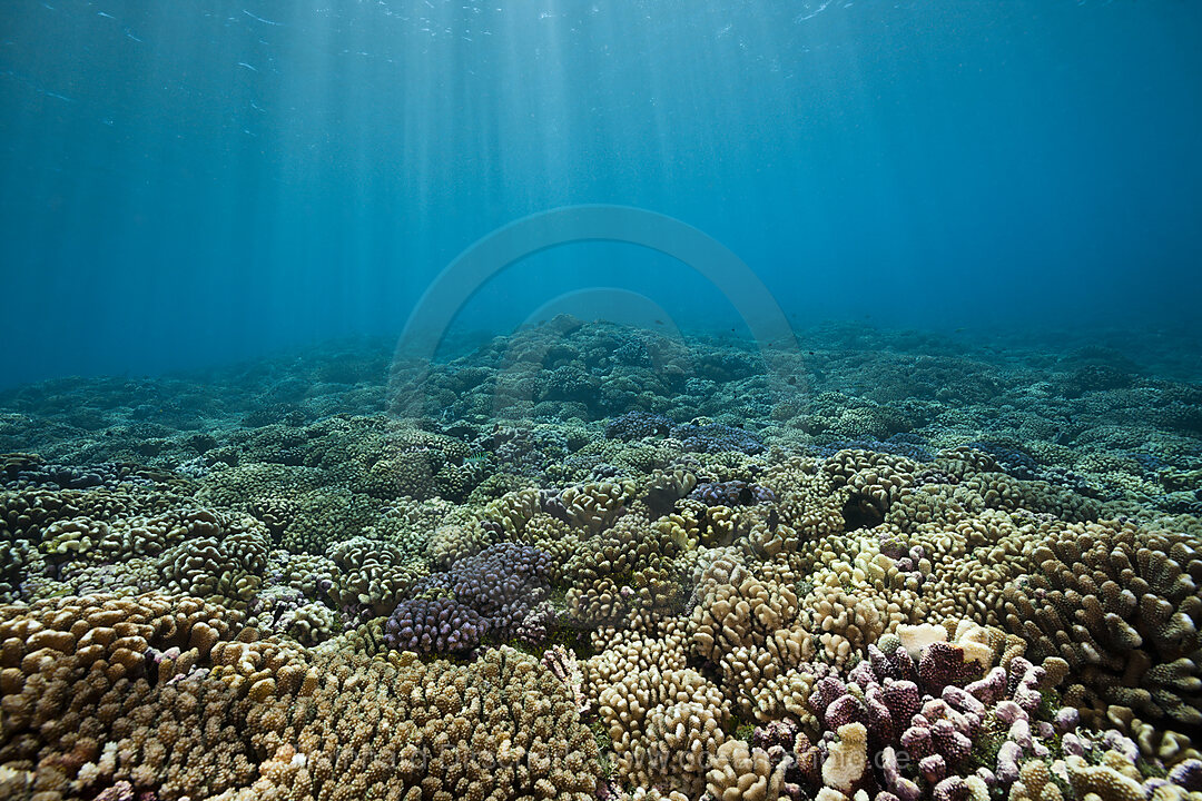 Gesundes Hartkorallenriff, Fakarava, Tuamotu Archipel, Franzoesisch Polynesien