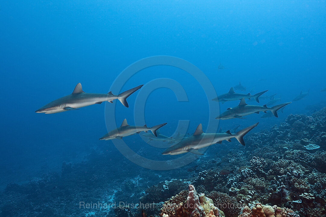 Graue Riffhaie, Carcharhinus amblyrhynchos, Fakarava, Tuamotu Archipel, Franzoesisch Polynesien