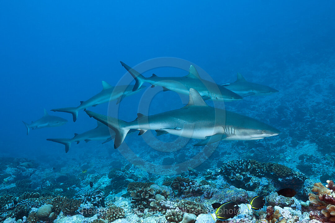 Graue Riffhaie, Carcharhinus amblyrhynchos, Fakarava, Tuamotu Archipel, Franzoesisch Polynesien