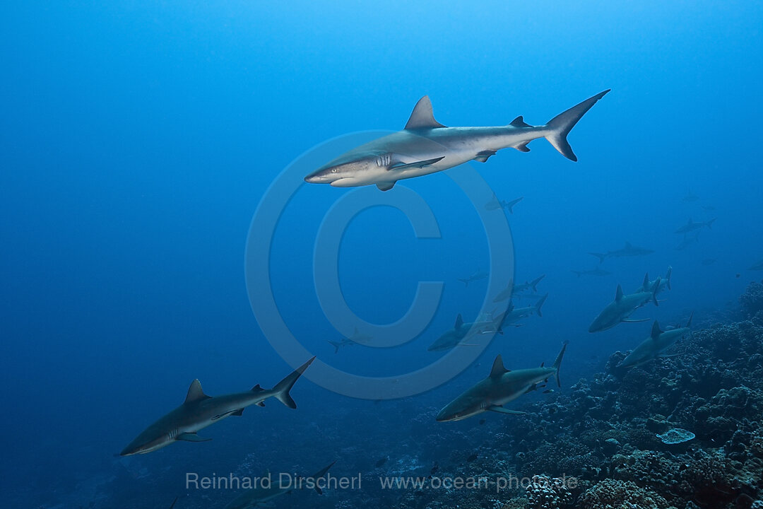 Grey Reef Shark, Carcharhinus amblyrhynchos, Fakarava, Tuamotu Archipel, French Polynesia
