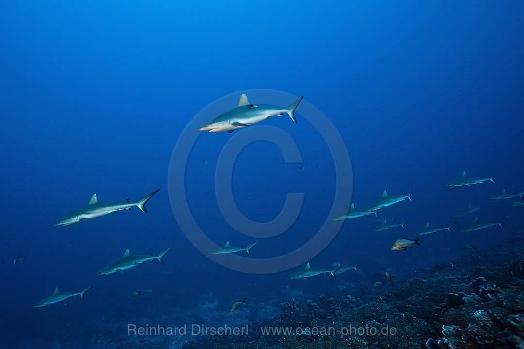 Graue Riffhaie, Carcharhinus amblyrhynchos, Fakarava, Tuamotu Archipel, Franzoesisch Polynesien