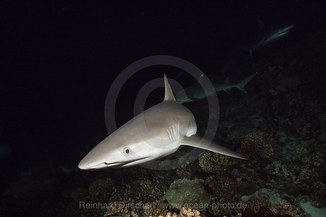 Graue Riffhaie jagen Nachts, Carcharhinus amblyrhynchos, Fakarava, Tuamotu Archipel, Franzoesisch Polynesien