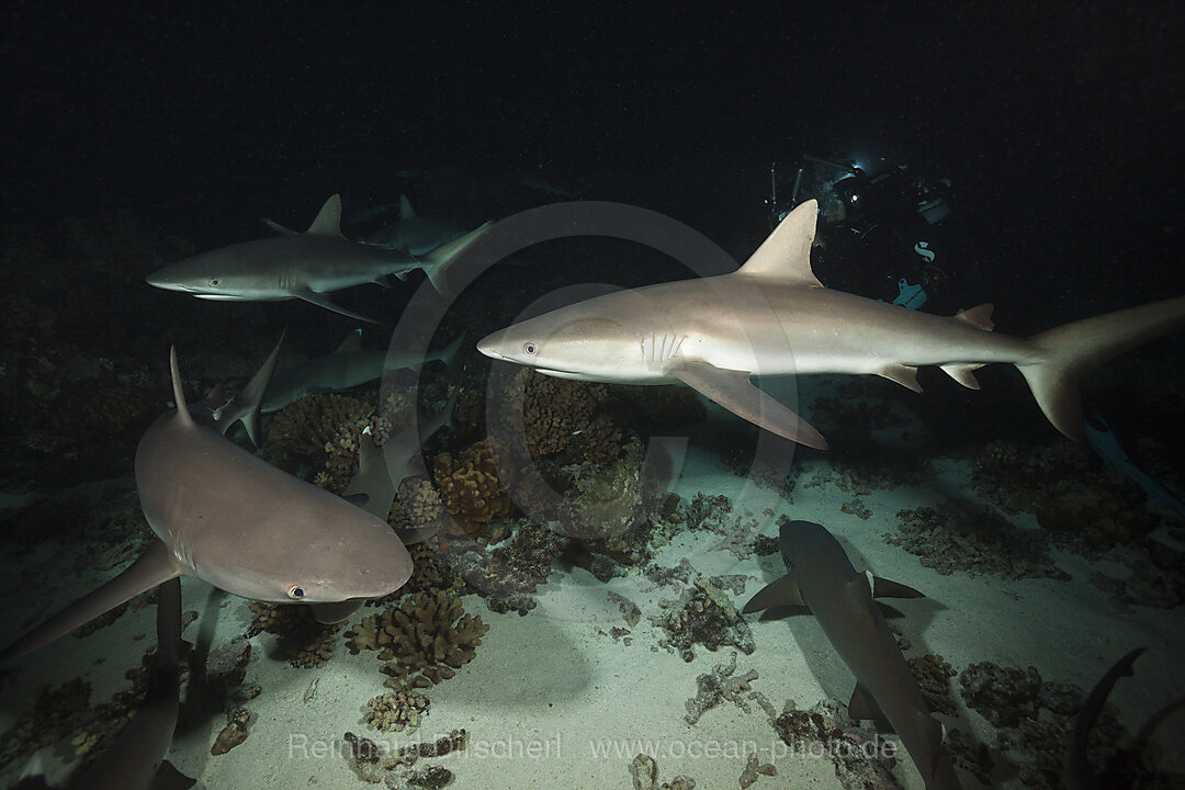 Graue Riffhaie jagen Nachts, Carcharhinus amblyrhynchos, Fakarava, Tuamotu Archipel, Franzoesisch Polynesien
