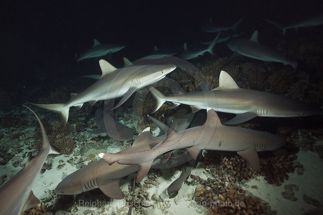 Grey Reef Shark hunting at Night, Carcharhinus amblyrhynchos, Fakarava, Tuamotu Archipel, French Polynesia