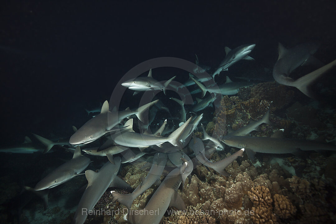 Grey Reef Shark hunting at Night, Carcharhinus amblyrhynchos, Fakarava, Tuamotu Archipel, French Polynesia