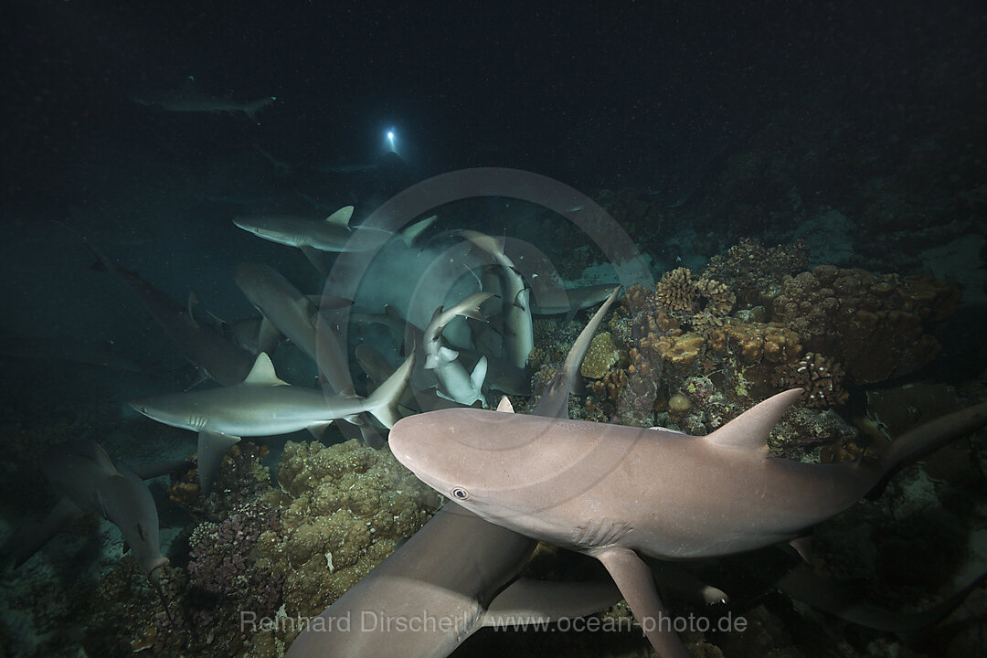 Graue Riffhaie jagen Nachts, Carcharhinus amblyrhynchos, Fakarava, Tuamotu Archipel, Franzoesisch Polynesien