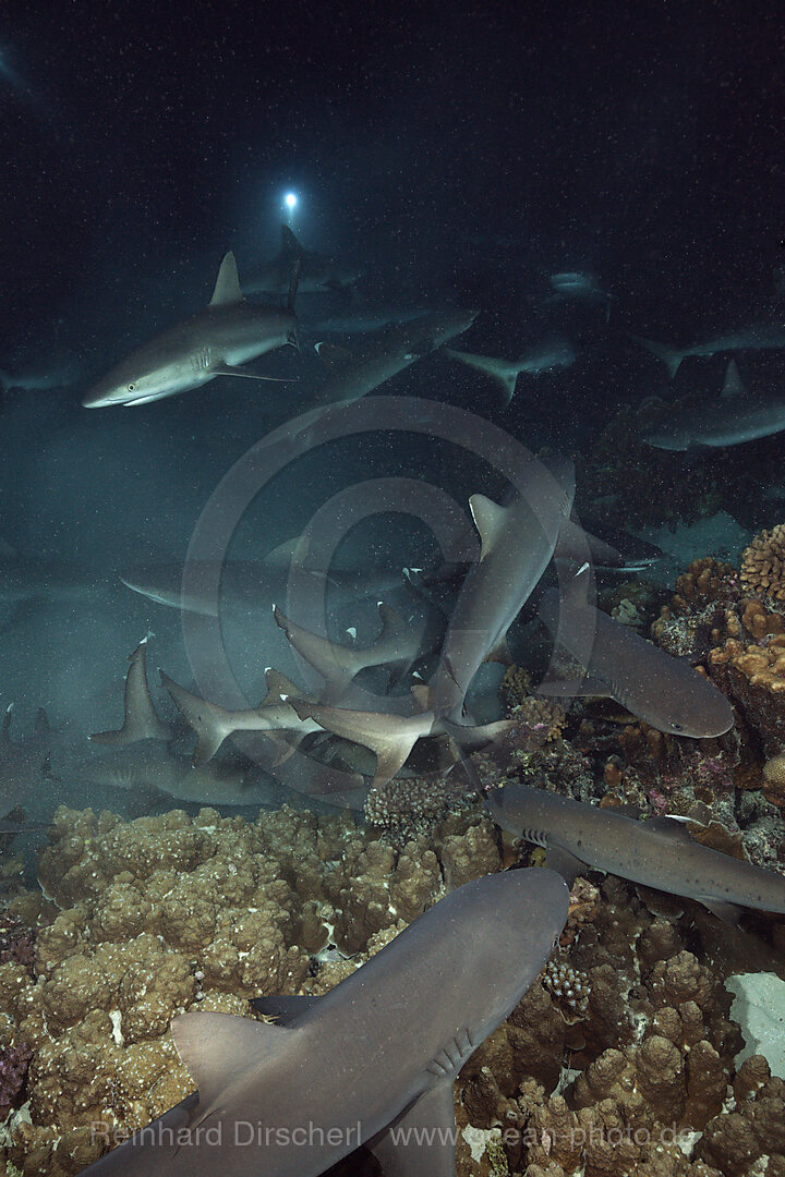 Graue Riffhaie jagen Nachts, Carcharhinus amblyrhynchos, Fakarava, Tuamotu Archipel, Franzoesisch Polynesien